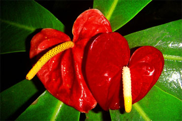 Anthurium