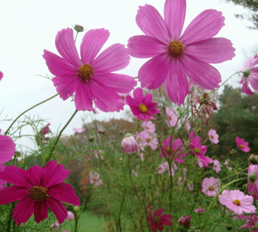 Daisies