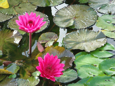 Floating Lilies