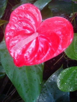 Red Anthurium