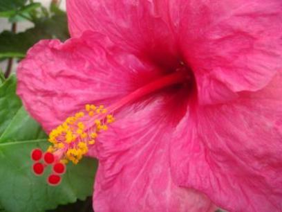 rose_hibiscus_webpage_iii_2020_0_0.jpg